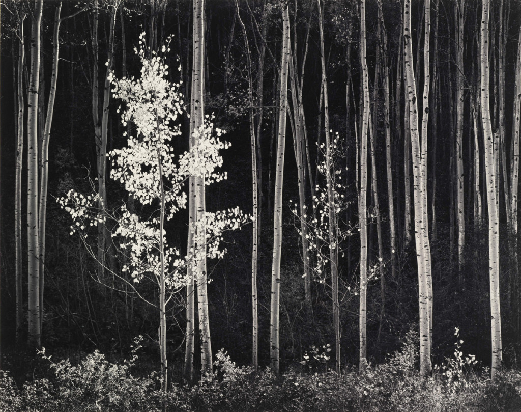 Ansel Adams, Aspens, Northeran New Mexico, 1958, Stampa alla gelatina sali d’argento, cm 36.1 x 44.5 Courtesy by Photographica FineArt Gallery, Lugano